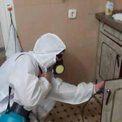 Дезинфекция от муравьев в квартире в поселке Ильичёво
